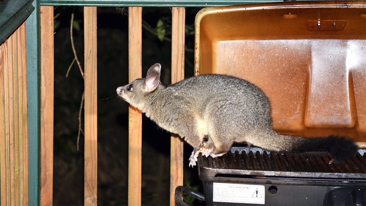 Need to scare a possum off? Here are easy solutions!