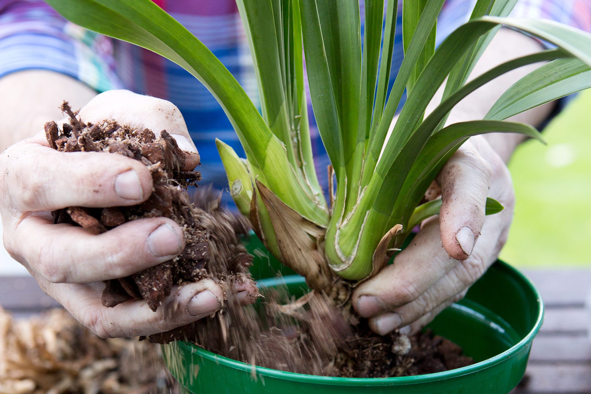 Wondering how to repot cymbidium orchids? Find out the best time and tips for success.