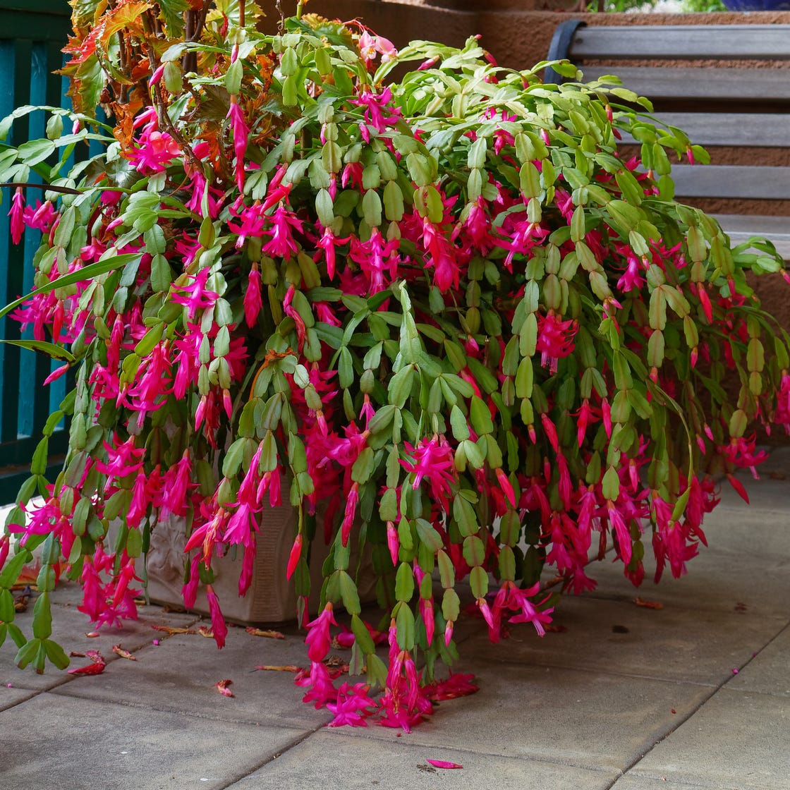 Lighted Christmas Cactus: The best guide for beginners