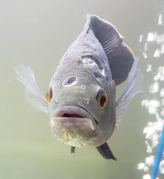 How to start oscar hole in the head disease treatment? Follow these simple steps for your sick fish.