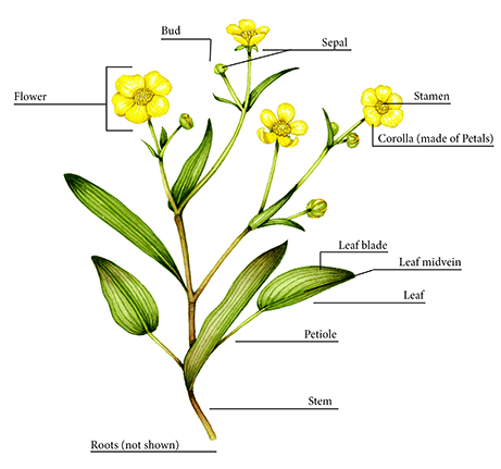 What are botany flowers exactly? Understand the basics with this simple introduction for beginners.