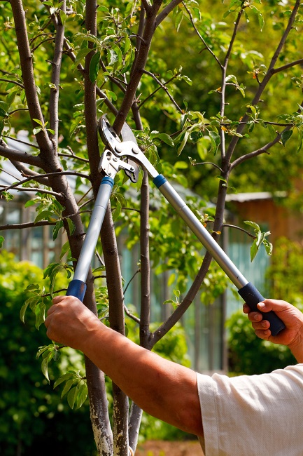 Why is regular pruning ash trees so vital? Understand the key benefits for tree longevity and appearance.