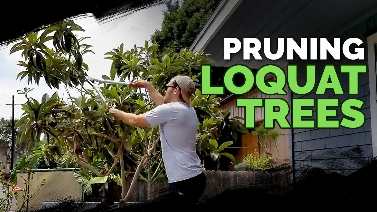 How often should pruning loquat trees happen? Keep your tree happy with yearly care.