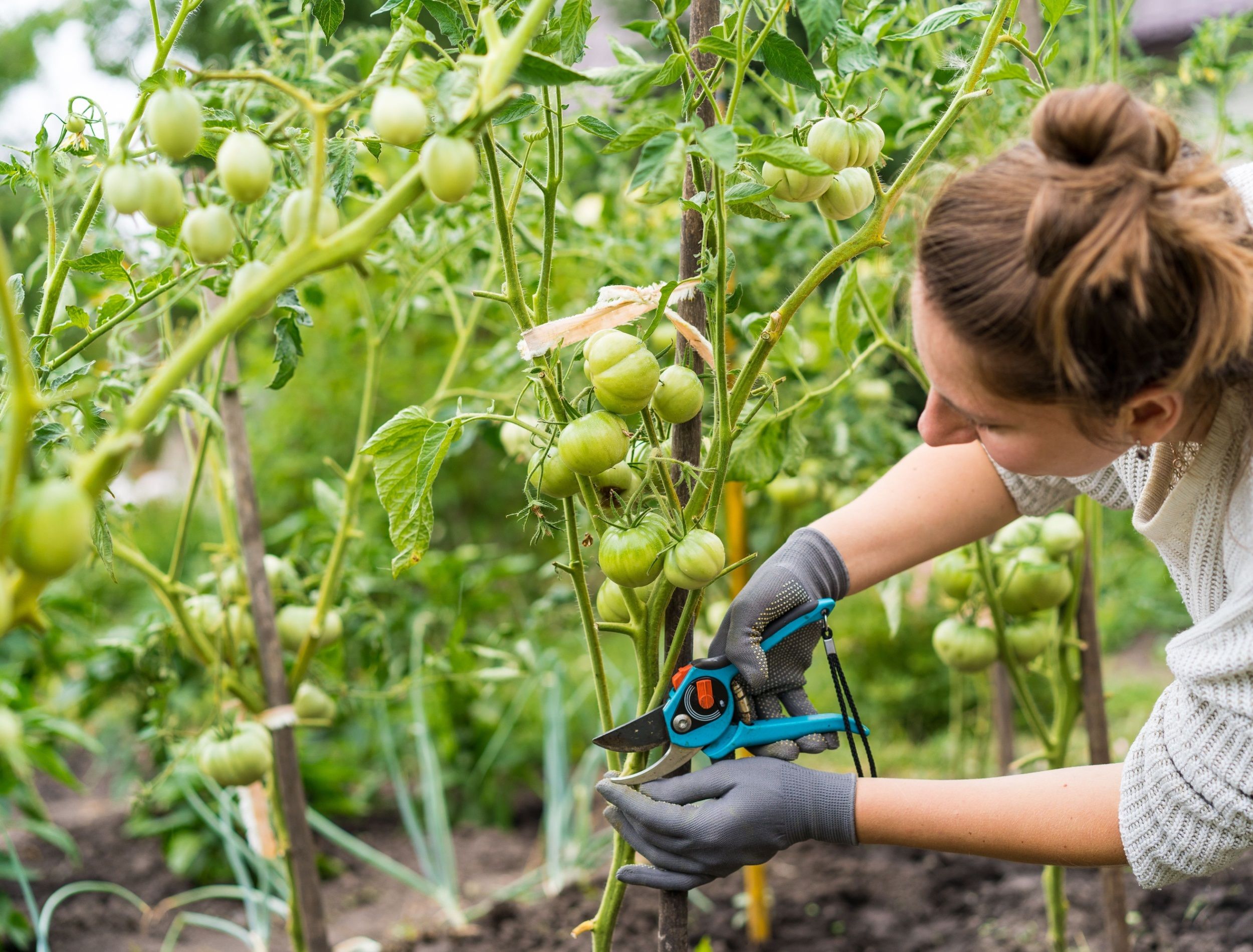 Can over pruning tomatoes hurt your plants? Yes, discover the risks and avoid these common garden mistakes.