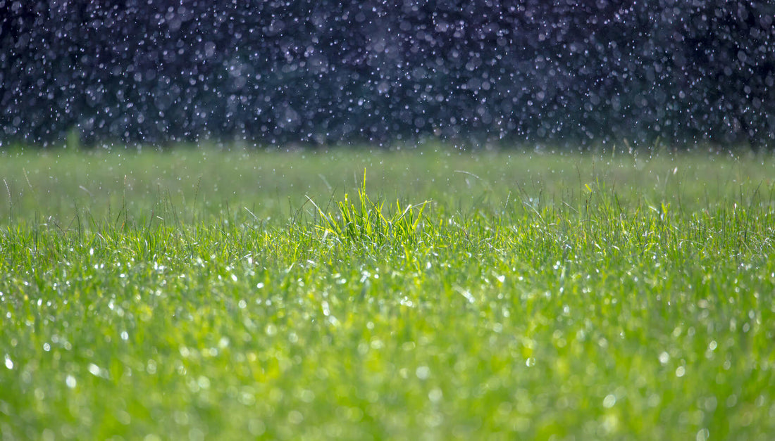 Wet Grass and Fertilizer: Can You Do It Right Now?