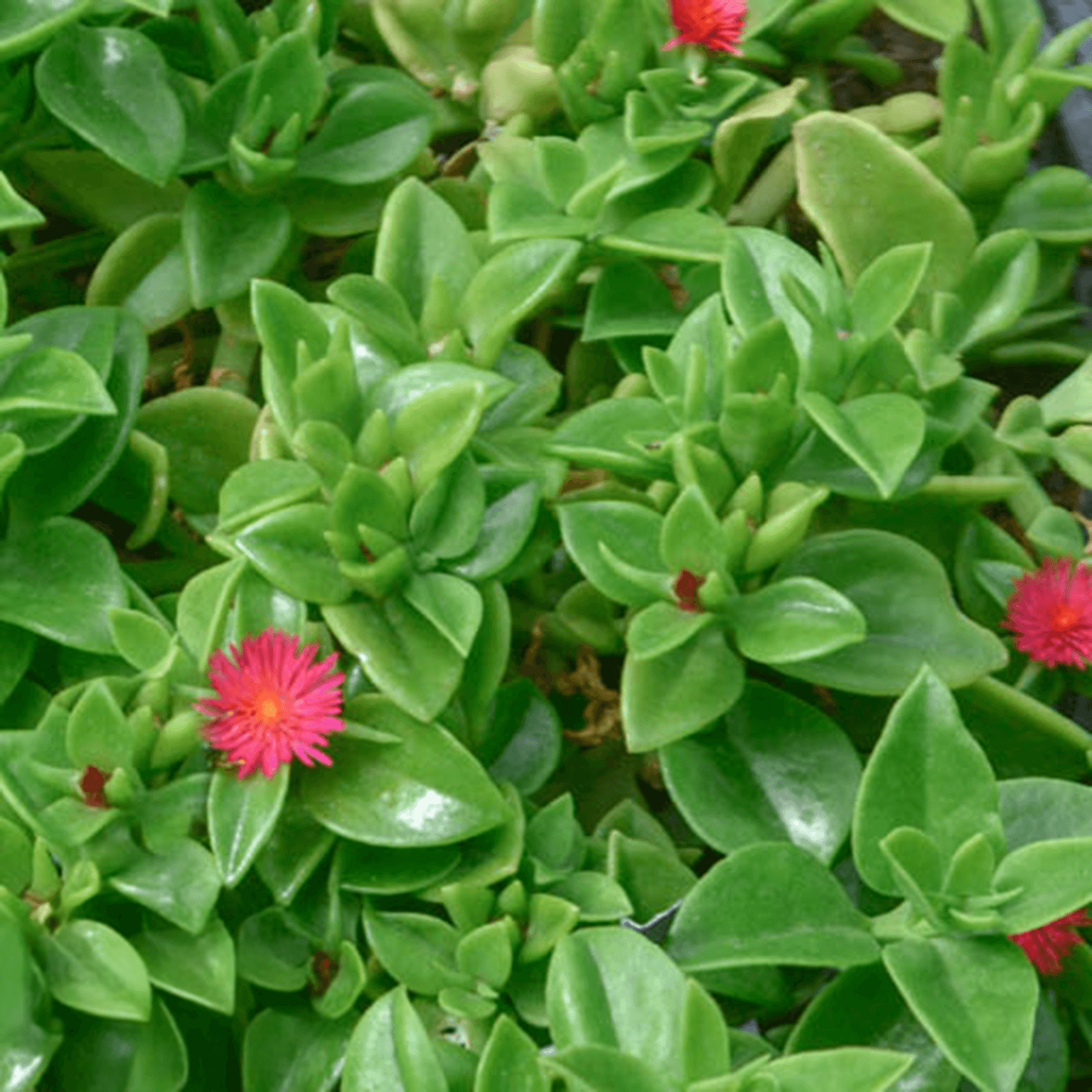 Buy Hearts and Flowers Plant: Best Varieties and Where