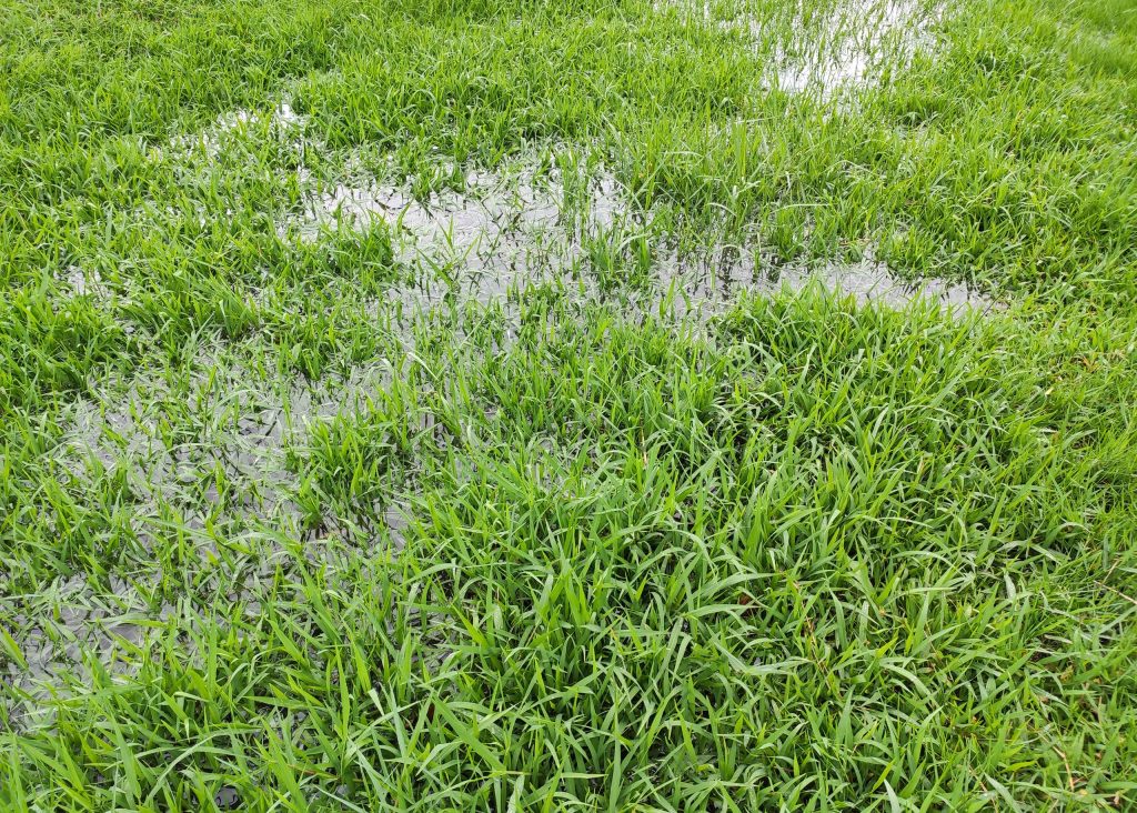 When is the best time to apply soil wetter? Use it correctly for a healthier lawn and garden plants.