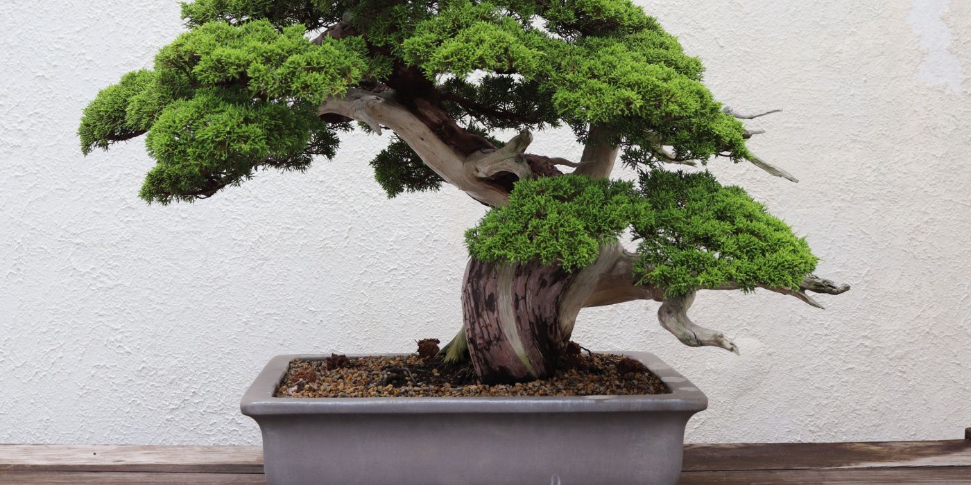 Knowing when to repot juniper bonsai is vital. Discover how often you should actually perform this task.