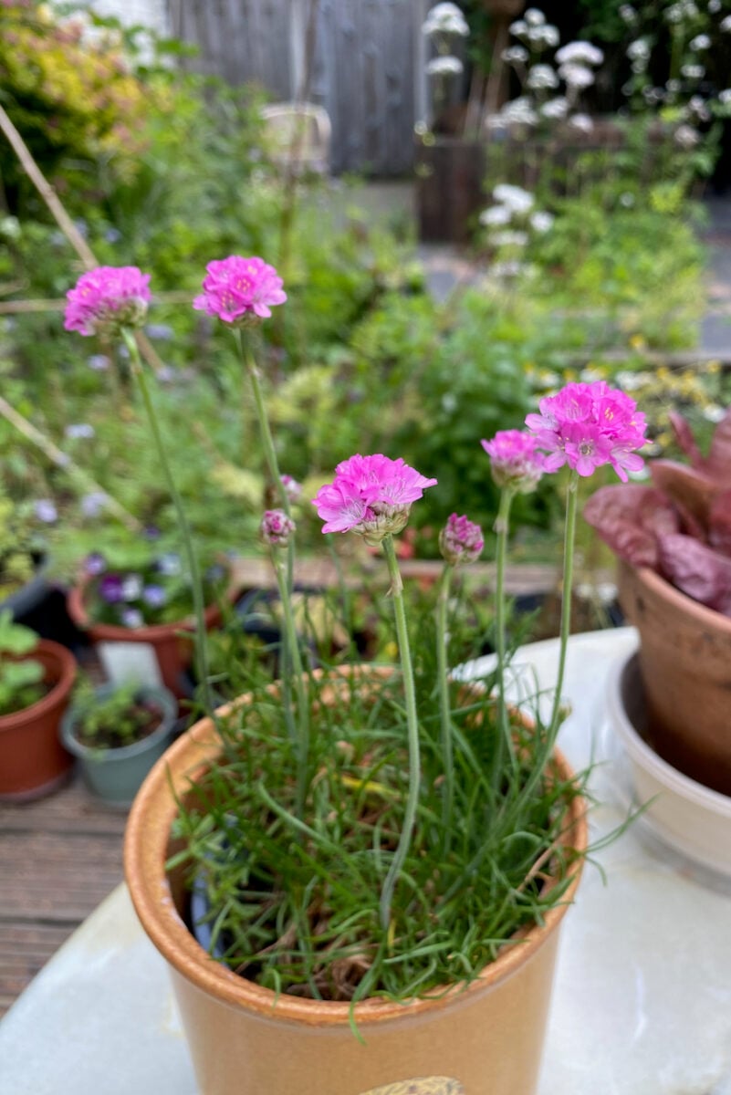 What are the best plants for shallow soil over concrete? Discover hardy choices that thrive easily.