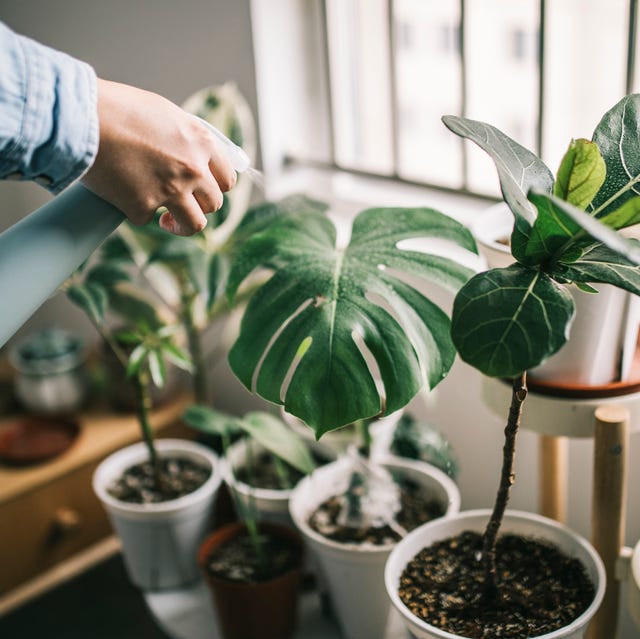 Low Light Plants That Grow With Fluorescent Light