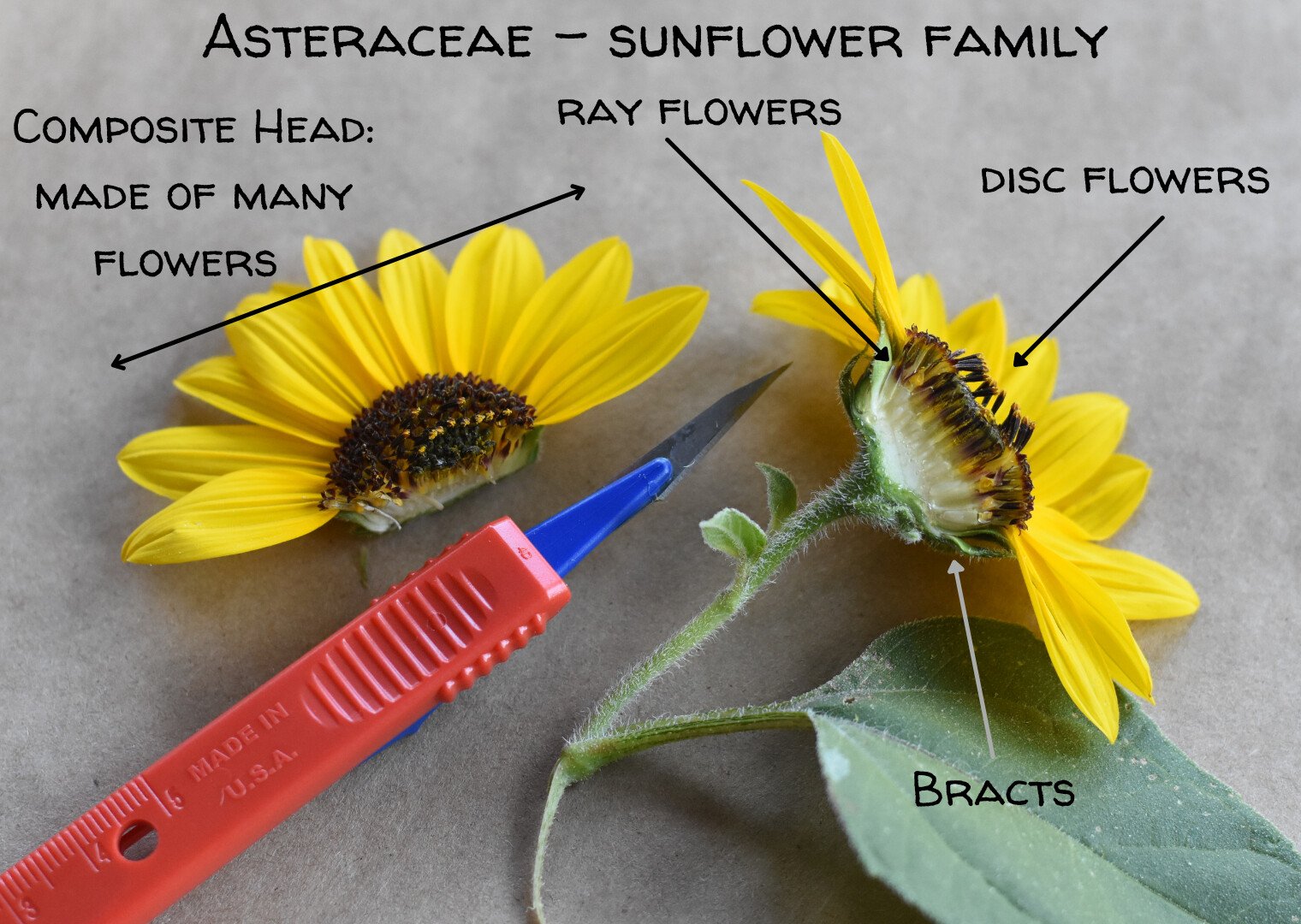 What are botany flowers exactly? Understand the basics with this simple introduction for beginners.