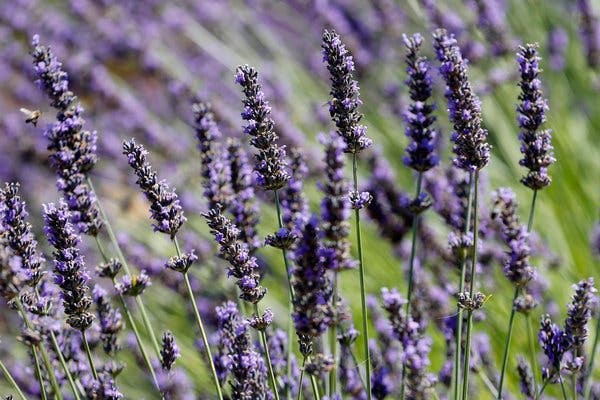 Why are fragrant purple flowers nyt favorites? Find out which ones smell amazing according to the experts.