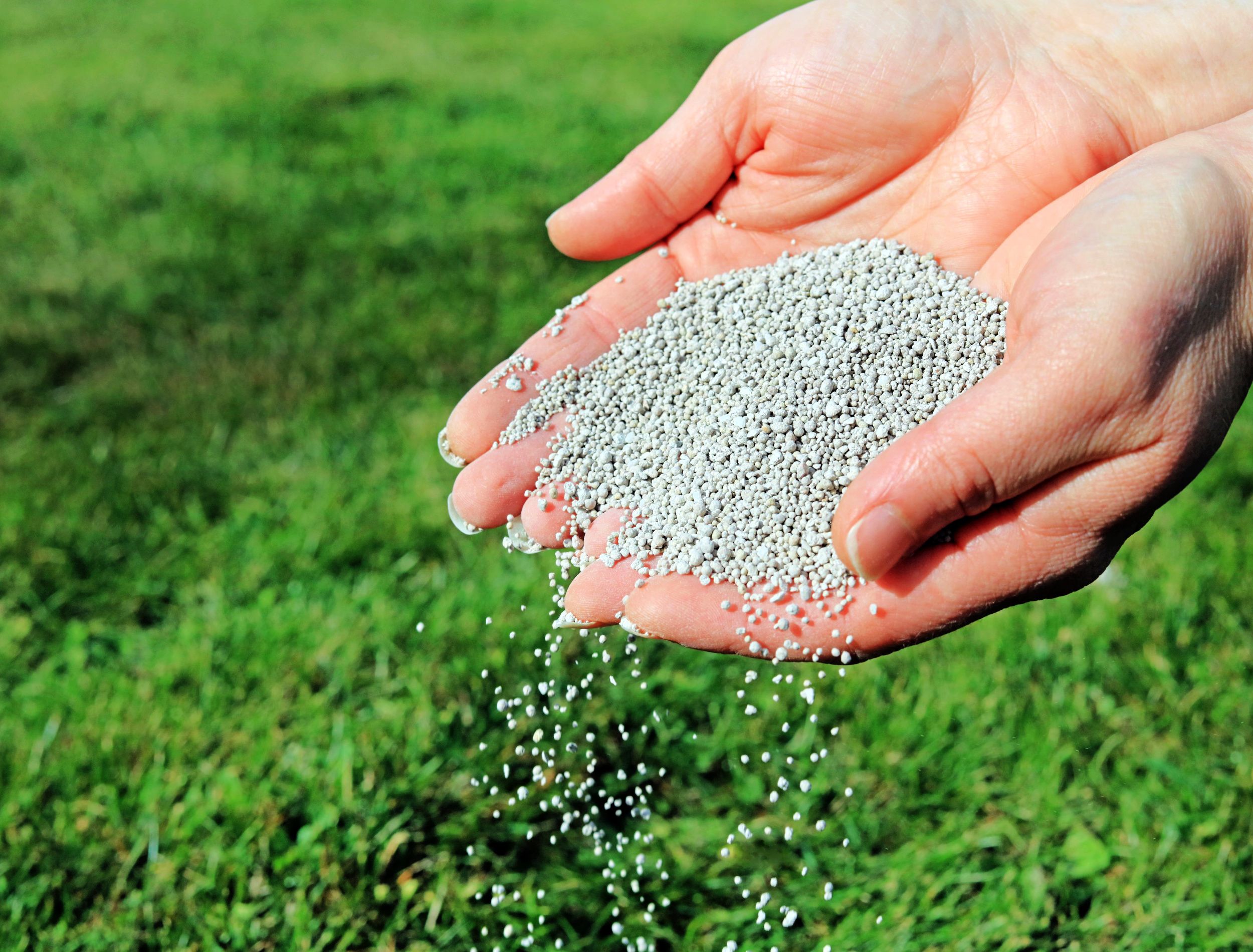 Wet Grass and Fertilizer: Can You Do It Right Now?