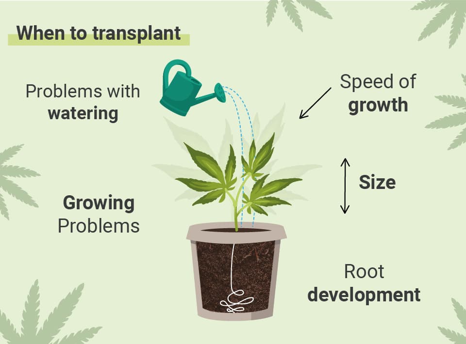 Cannabis Repotting 101: When and How to Repot Your Plant
