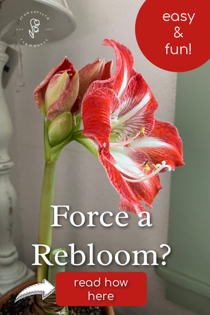 Time to Repot Your Amaryllis: Signs & Easy Instructions