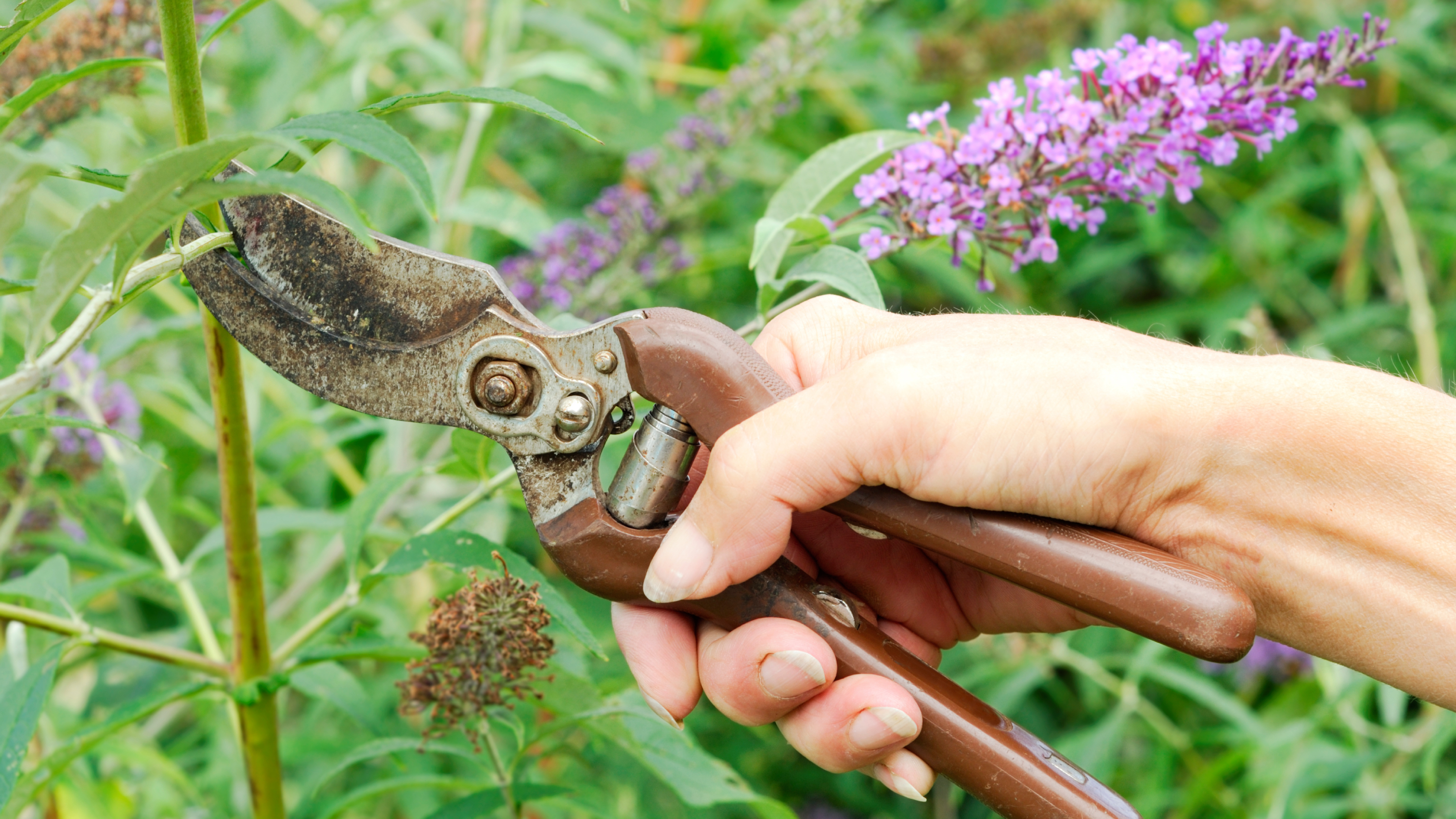 Simple steps for pruning butterfly bush in the fall: Help your plant survive winter easily.