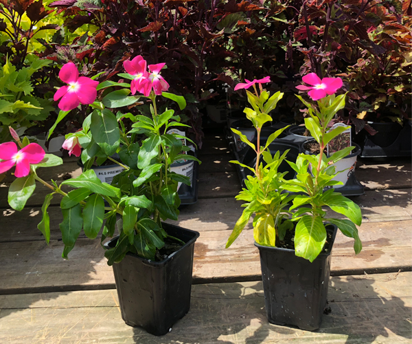 Annual Flower Fertilizer: See the Difference Today