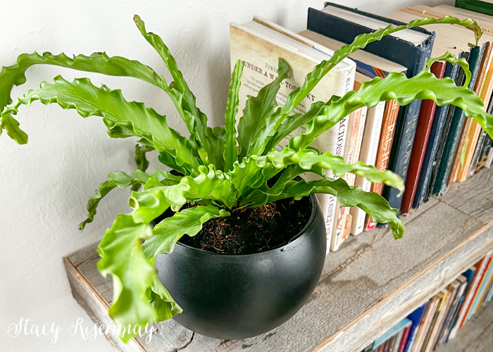 Easy Guide on How to Care for Birds Nest Fern