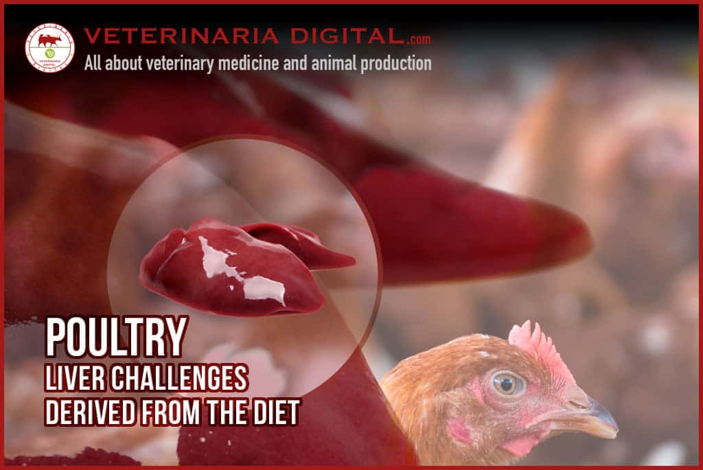 Is fatty liver disease in poultry treatable? Discover the best ways to manage this condition.