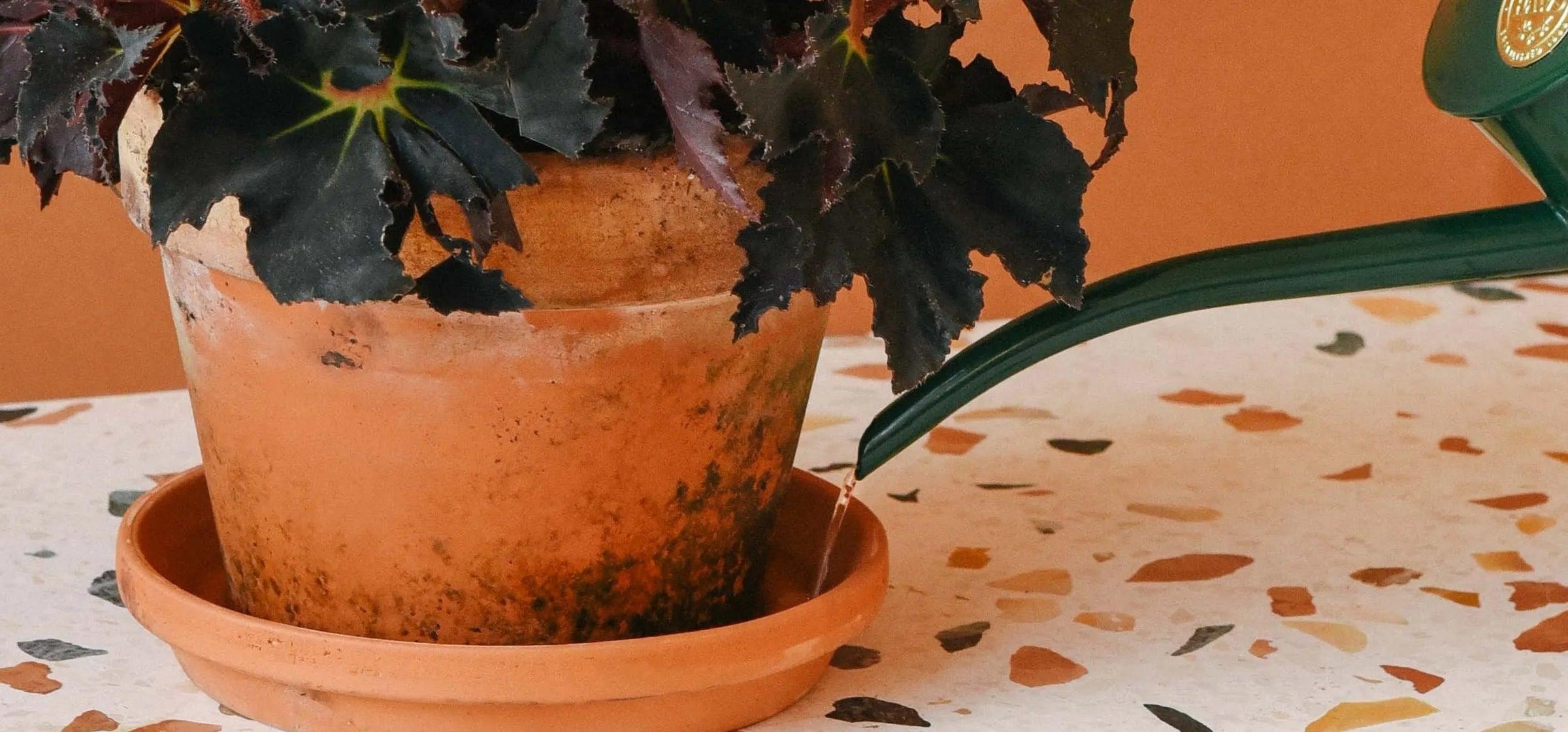 How to keep your ceramic plant stands looking new? Follow these basic care tips for longevity.