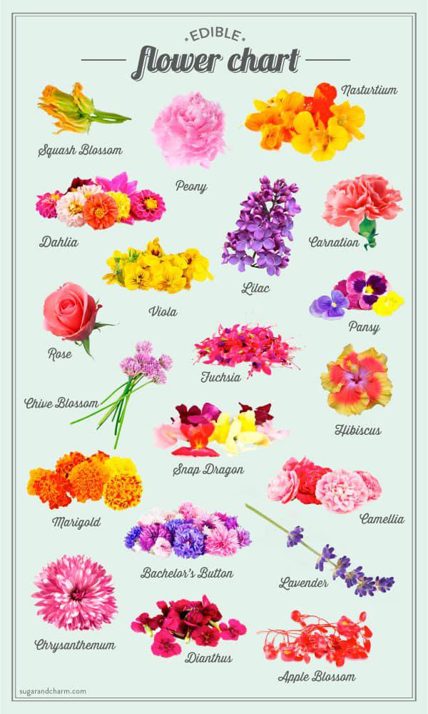 Can you eat dill flowers? Dont discard them! Find out how edible dill flowers can enhance your foods flavor.