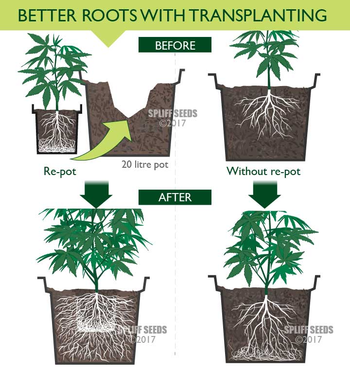 Cannabis Repotting 101: When and How to Repot Your Plant