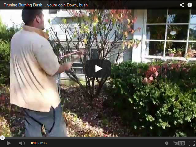 See the big difference: Easy burning bush pruning before and after photos revealed.