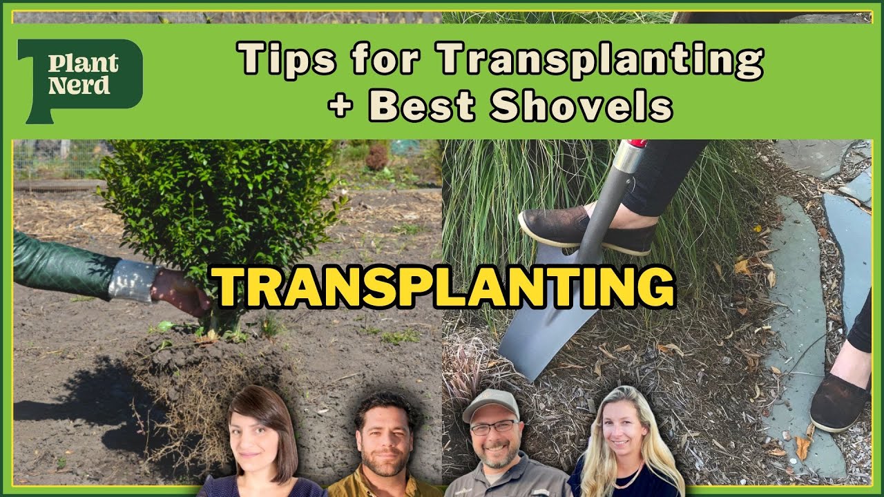 How to Use a Transplanter Shovel: Tips and Tricks