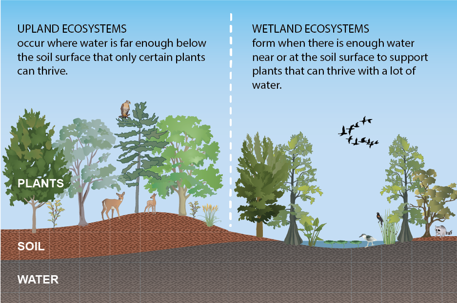 What exactly is wetland soil? Understand its key features and unique properties easily.