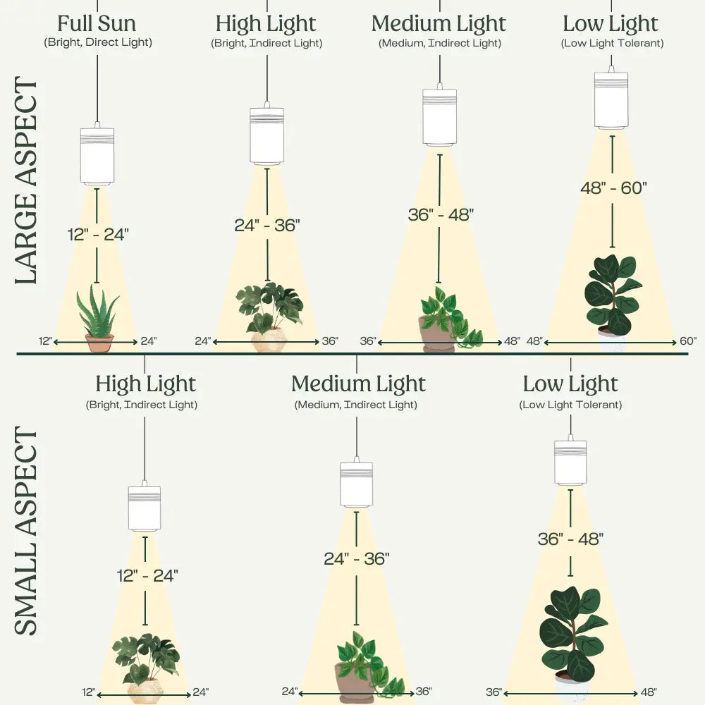 Setting up your new meyer lemon tree grow light? Learn the ideal distance and schedule for success.