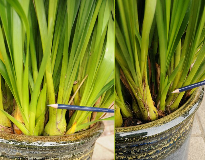 Wondering how to repot cymbidium orchids? Find out the best time and tips for success.