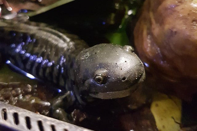 Salamander Soil Guide: Creating the Perfect Habitat
