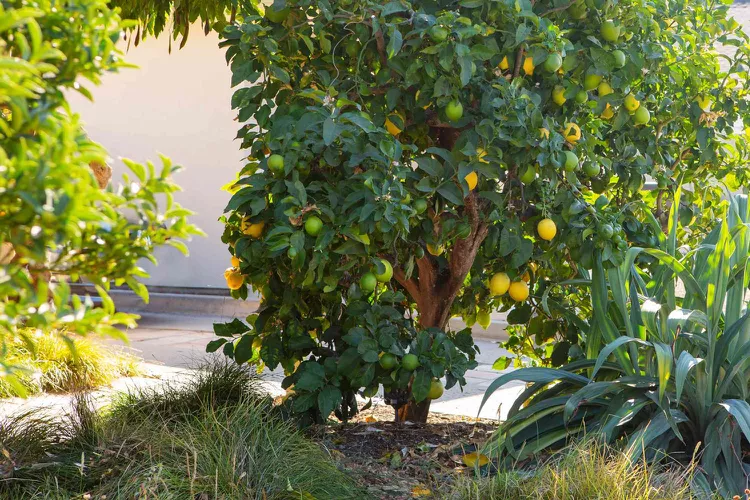 Setting up your new meyer lemon tree grow light? Learn the ideal distance and schedule for success.