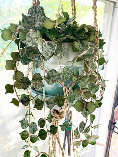 How to care for Hoya Curtisii? Easy hoya curtisii care tips for thriving plants everyone can follow.