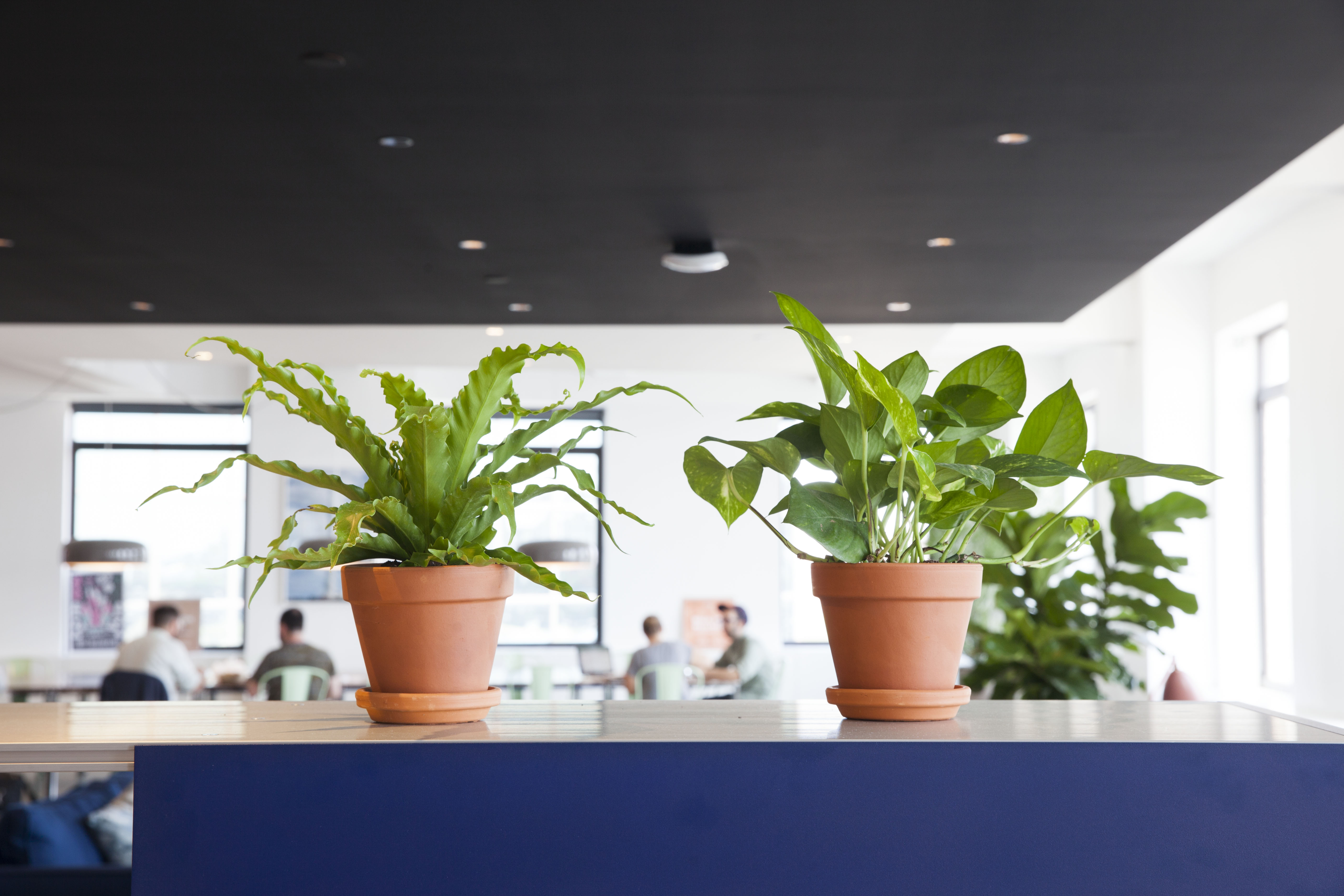 Low Light Plants That Grow With Fluorescent Light