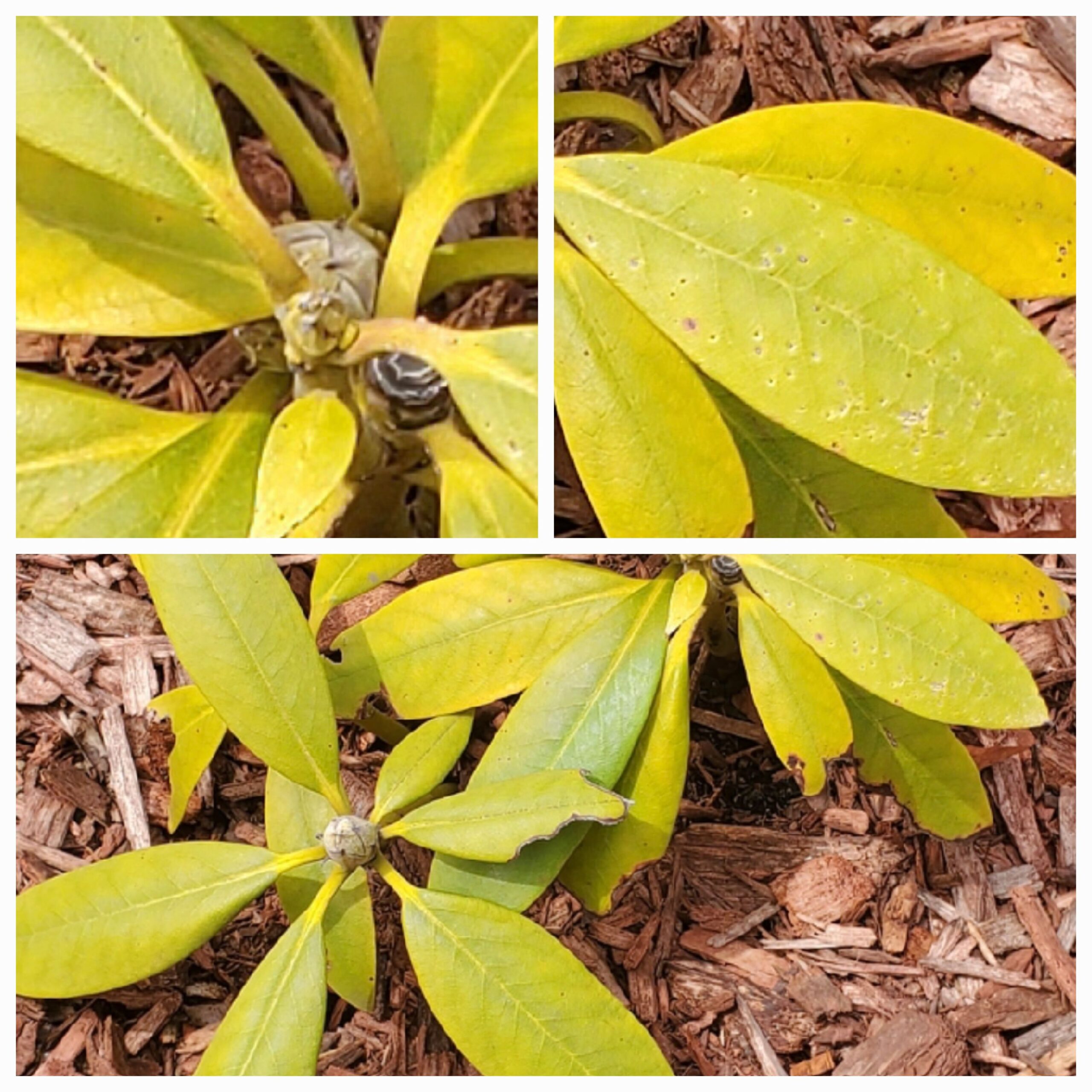 Are your rozalea leaves turning yellow? Simple rozalea plant care fixes you absolutely need now.