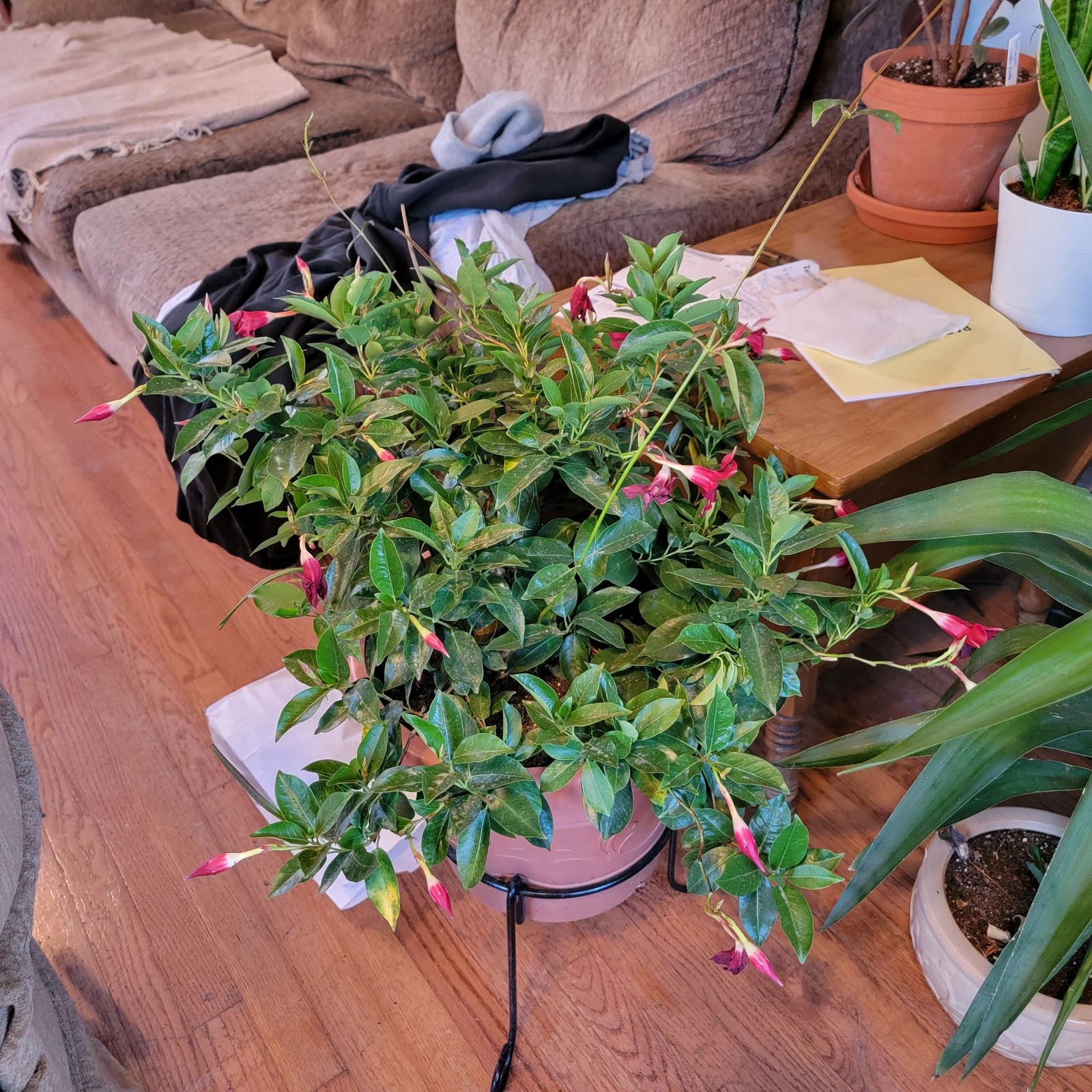 Best Way for Dipladenia Plant Pruning? Find the Easy Tips Here