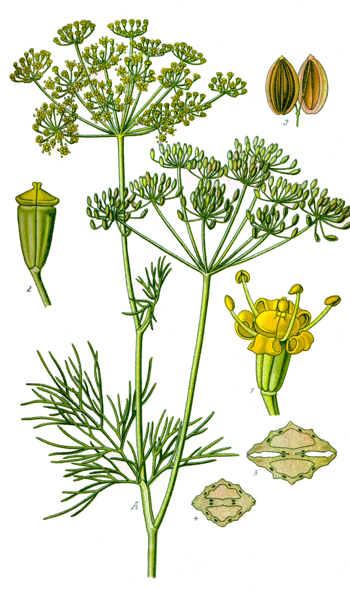 Can you eat dill flowers? Dont discard them! Find out how edible dill flowers can enhance your foods flavor.