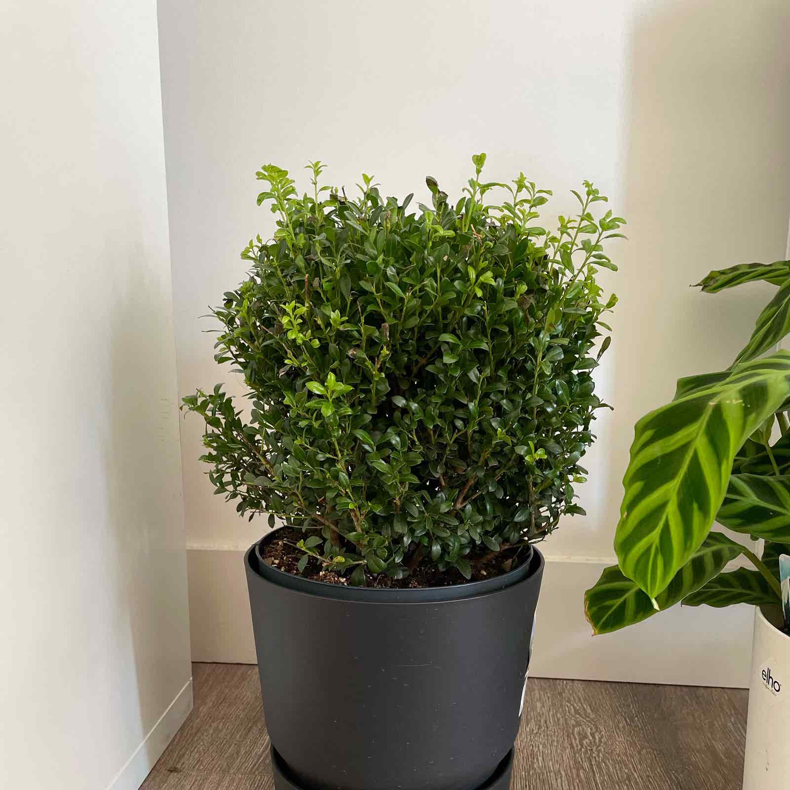When is the best time for pruning ilex crenata? Get perfect timing for healthy Japanese Holly growth.