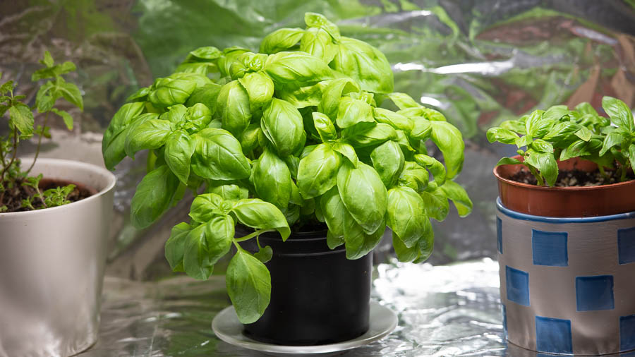 Are grow lights for outdoor plants in winter effective? Discover how they save your plants from the cold.