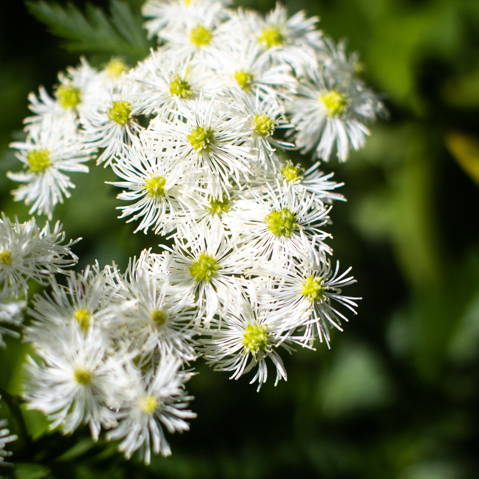 What are the most common white wild flowers? Learn names with pictures.