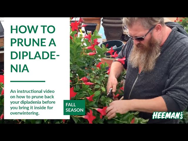 Best Way for Dipladenia Plant Pruning? Find the Easy Tips Here