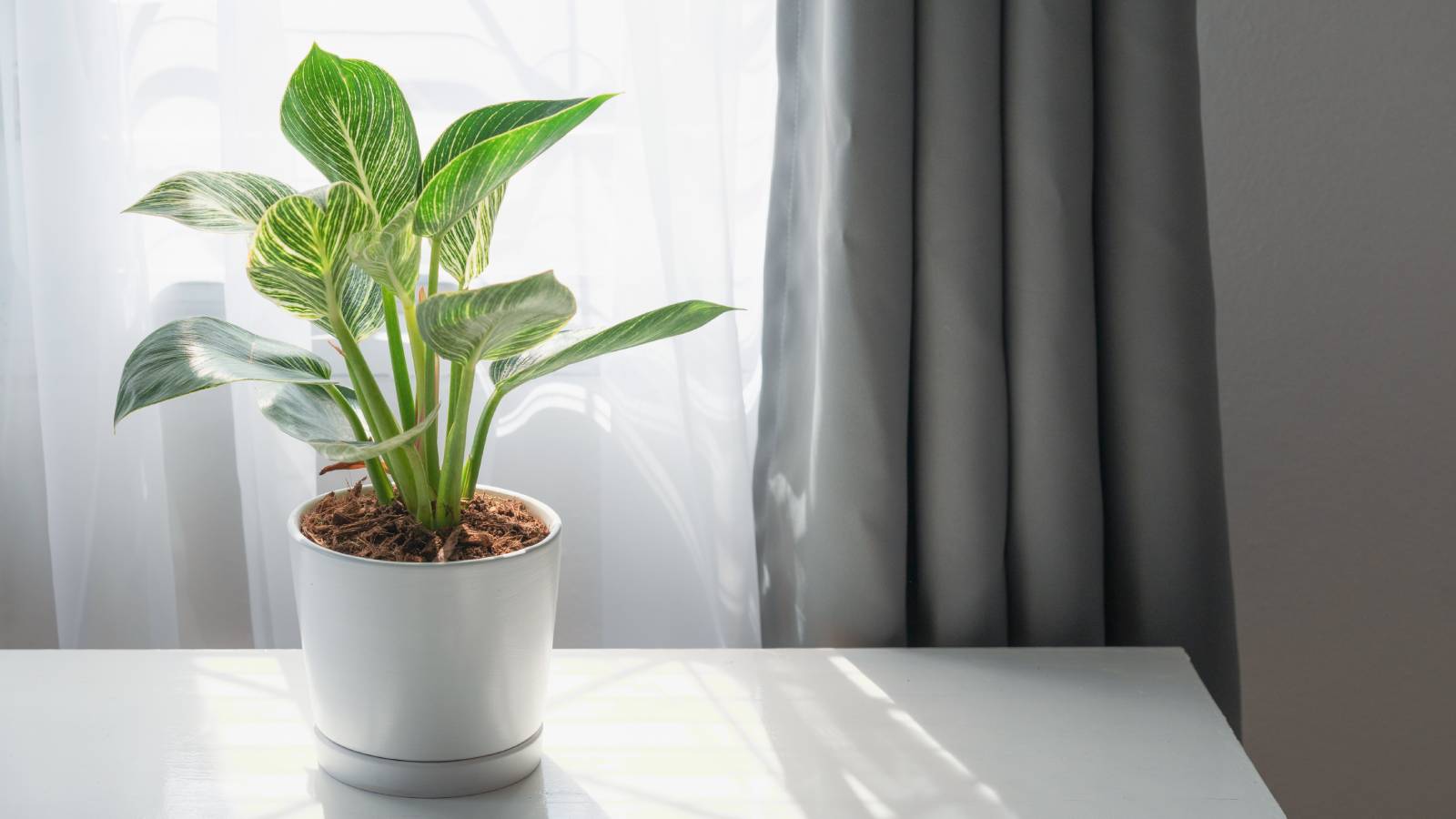 What is indirect light for plants? Learn the simple secrets for happy, healthy houseplants today.