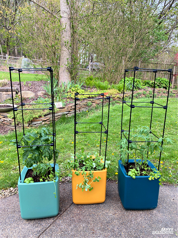 Which diy self watering tomato planters are best? See simple designs for big harvests.