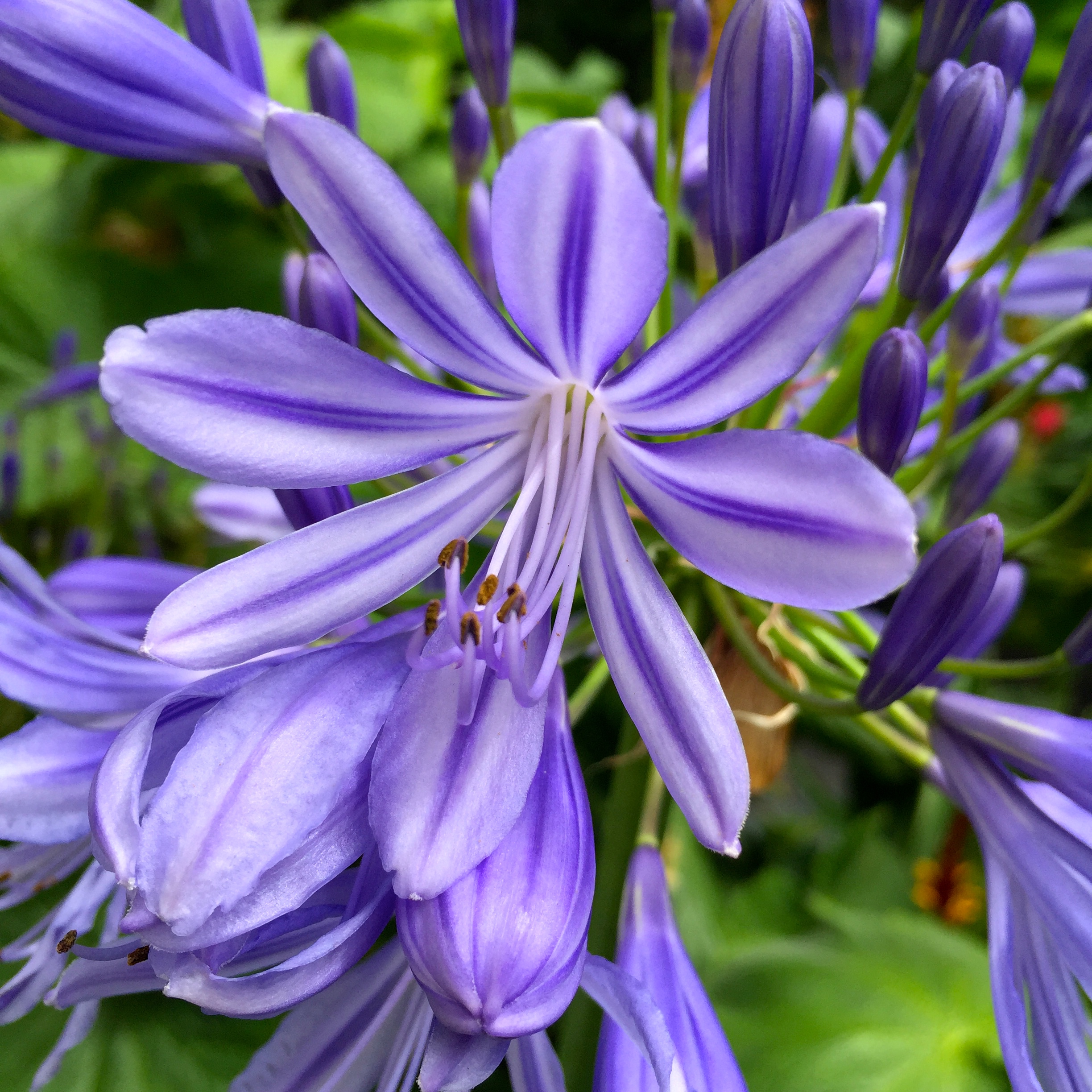 Fertilizing agapanthus plants: How to do it right? Get more amazing blooms with these easy tips!