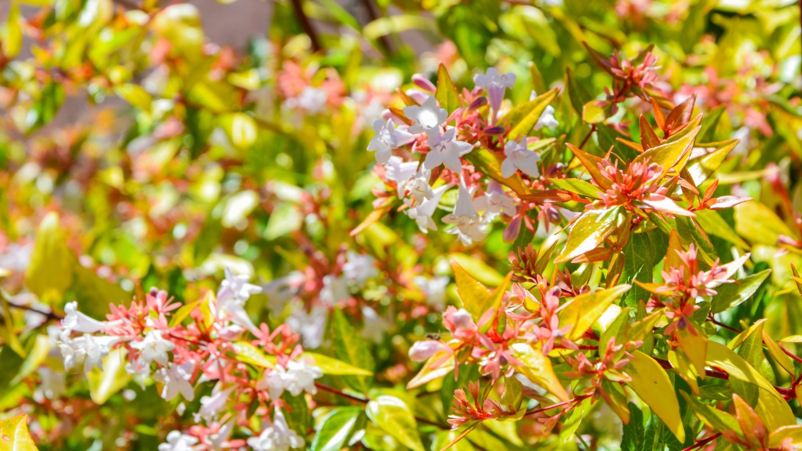 How to do abelia kaleidoscope pruning the easy way? Simple steps for a vibrant, healthy plant.
