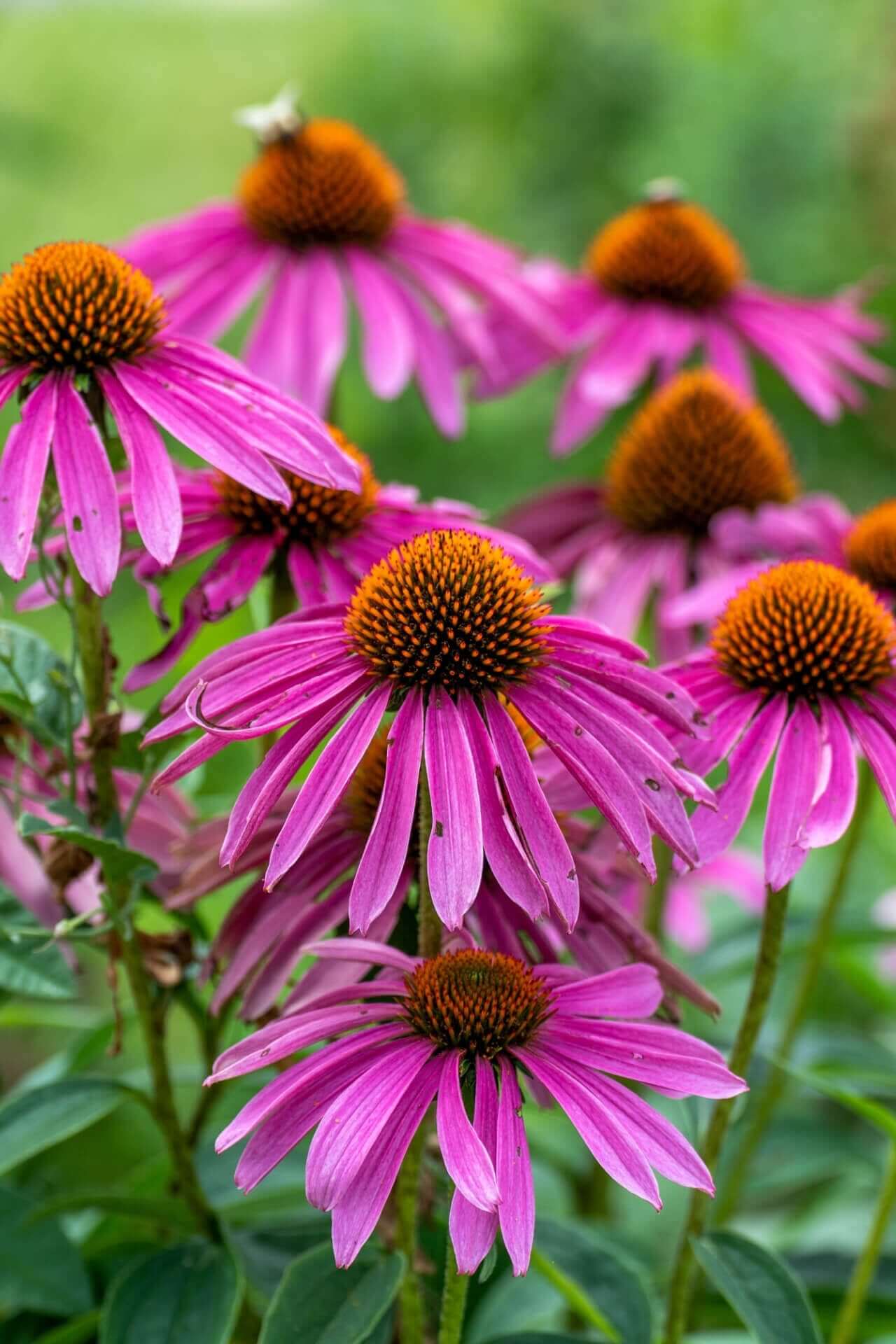 Where to find great perennial flowers tennessee offers? Check out these top local nurseries for healthy plants now.