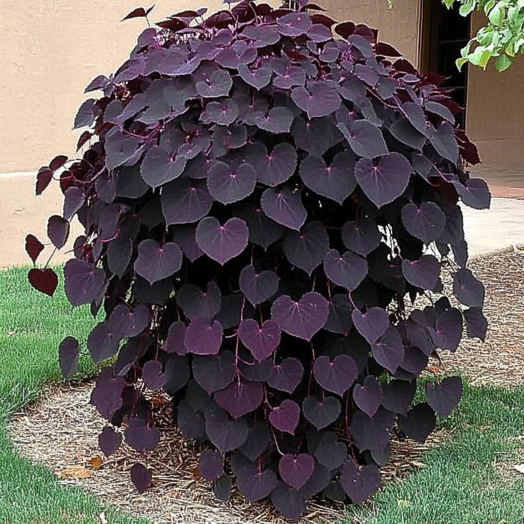 Thinking about pruning Ruby Falls Redbud soon? (Here are the secrets to doing it right!)
