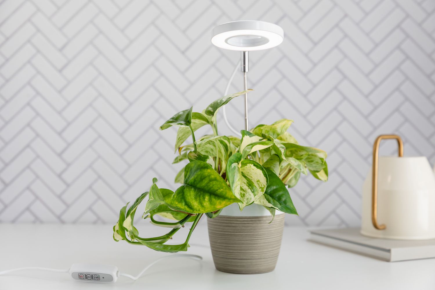 Does uv light plants indoor really work? See how it can make your indoor garden thrive beautifully.
