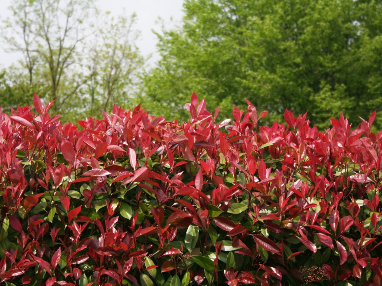 How often should red tip photinia pruning be done? Get the best results with this simple guide.